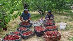 آغاز برداشت میوه های تابستانی در قم