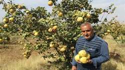 شناسنامه دار کردن باغهای کردستان ضروری است