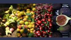 کشاورزی کردستان  گام بسوی مدرنیته