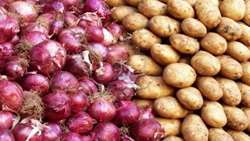 اختصاص 2 هزارو 200 هکتار از مزارع زنجان به کشت پیاز