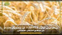 پیش بینی تولید 656316 تن محصول گندم در سطح استان همدان
