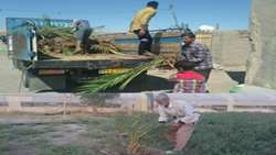 کاشت 350 اصله پاجوش خرما در منازل و مزارع شهرستان هامون