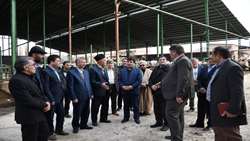 بازدید رئیس سازمان جهاد کشاورزی استان از گاوداری دچار حریق شده در آذرشهر