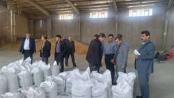 بازدید مدیر تعاون روستایی آذربایجان شرقی از مراکز بوجاری و فرآوری بذر اصلاح شده میانه