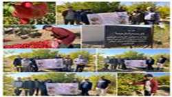 نمونه برداری از باغات انار شهرستان میامی جهت اجرای طرح محصول سالم
