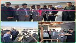 گاوداری 50 راسی گاو شیری در کالپوش افتتاح شد