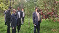 آغاز برداشت خوش عطرترین سیب آذربایجان شرقی از باغات شهر زنوز