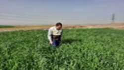 نظارت بر مزارع و پایش کشت های پاییزه شهرستان آبیک