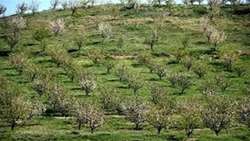 اصلاح  و نوسازی 1000 هکتار از باغات استان در سال 1402