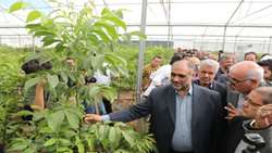 بازدید وزیر جهاد کشاورزی از نخستین زنجیره تولید نهال گردوی پیوندی کشور در تویسرکان
