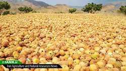 انجیرستان‌های استهبان مکانی برای تبدیل تهدید به فرصت