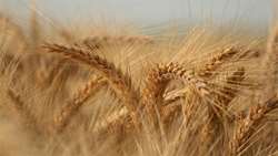 آغاز خرید تضمینی گندم سال 1401 در کشور