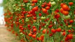 ردیابی ویروس چروکیدگی قهوه ای میوه گوجه فرنگی در استان کرمان
