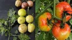 آغاز ردیابی و پایش بیماری  چروکیدگی قهوه‌ای میوه گوجه‌فرنگی  در استان بوشهر