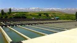 لزوم تکثیر تخم بچه ماهی اصلاح شده در خراسان شمالی برای قطع وابستگی