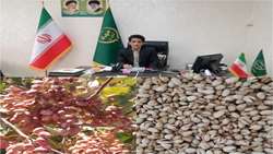 برداشت پسته 4 هزار هکتار از باغات شهرستان زاهدان آغاز شد
