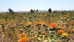 گلرنگ برای اولین بار در پاسارگاد به گُل نشست