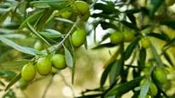 توسعه و اصلاح بیش از 11 هزار و 800 هکتار باغ زیتون در کشور