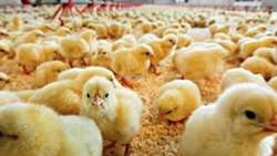 فراخوان تولید گوشت مرغ/ ذخایر شرکت پشتیبانی امور دام کشور از تولید داخل تامین می‌شود