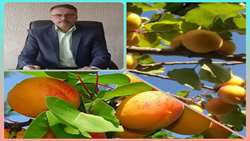 برداشت زردآلو از باغات شهرستان شاهرود آغاز شد/ سطح زیر کشت زردالو در شاهرود بیش از 6هزار هکتار است