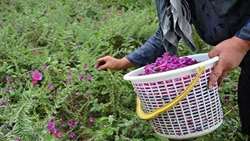 رونق کشت گیاهان دارویی در شهرستان شهربابک