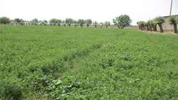 اختصاص 5860 هکتار اراضی کشاورزی شهرستان بردسیر به کشت یونجه