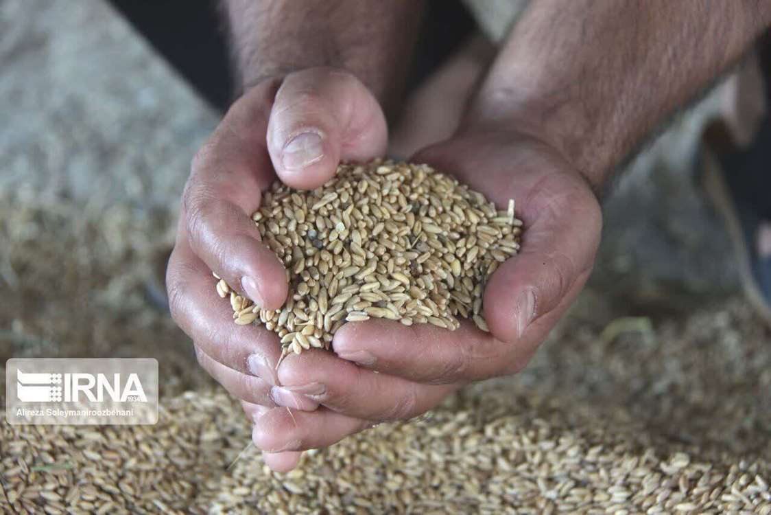 توزیع ارقام گندم با نیاز آبی پایین و مقاومت بالا بین کشاورزان زنجان