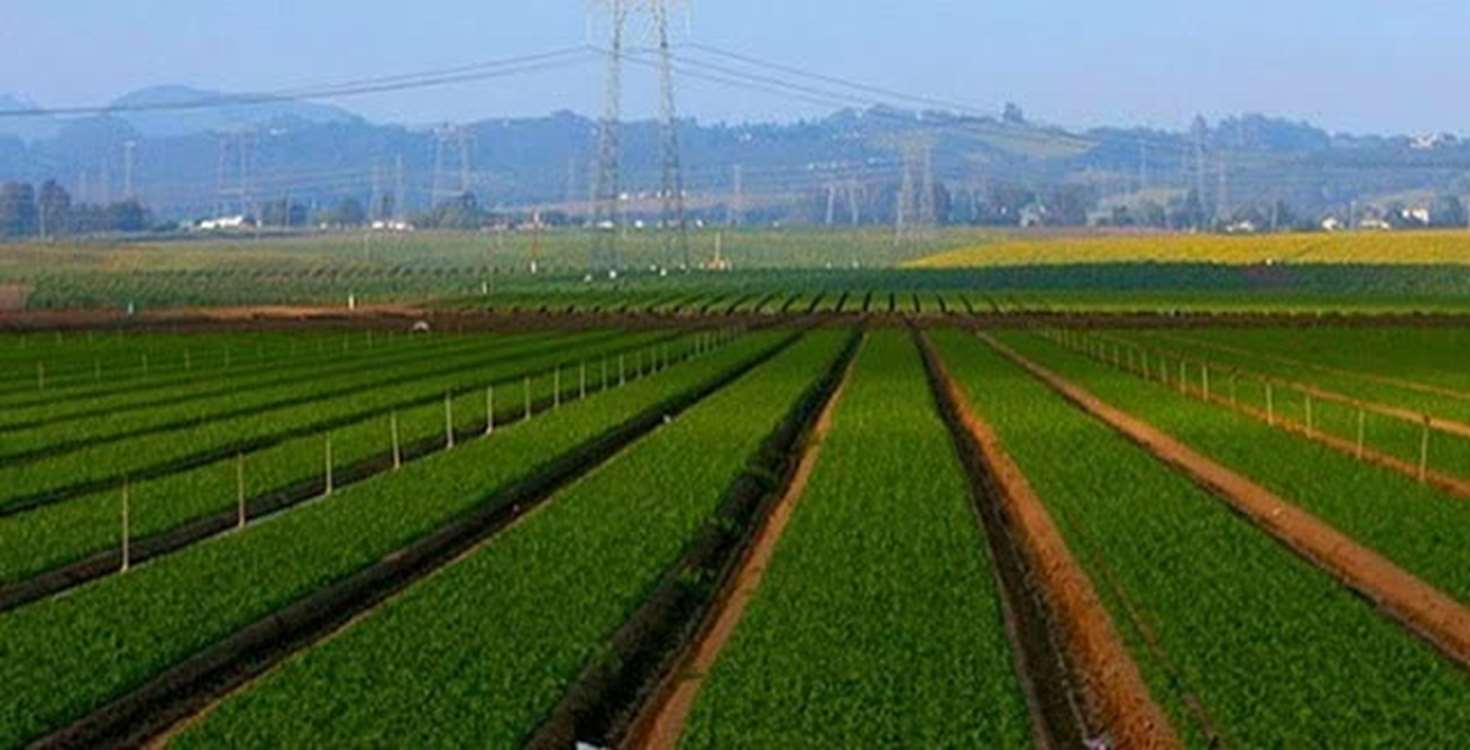 استقبال کشاورزان زنجانی از کود دی آمونیوم فسفات