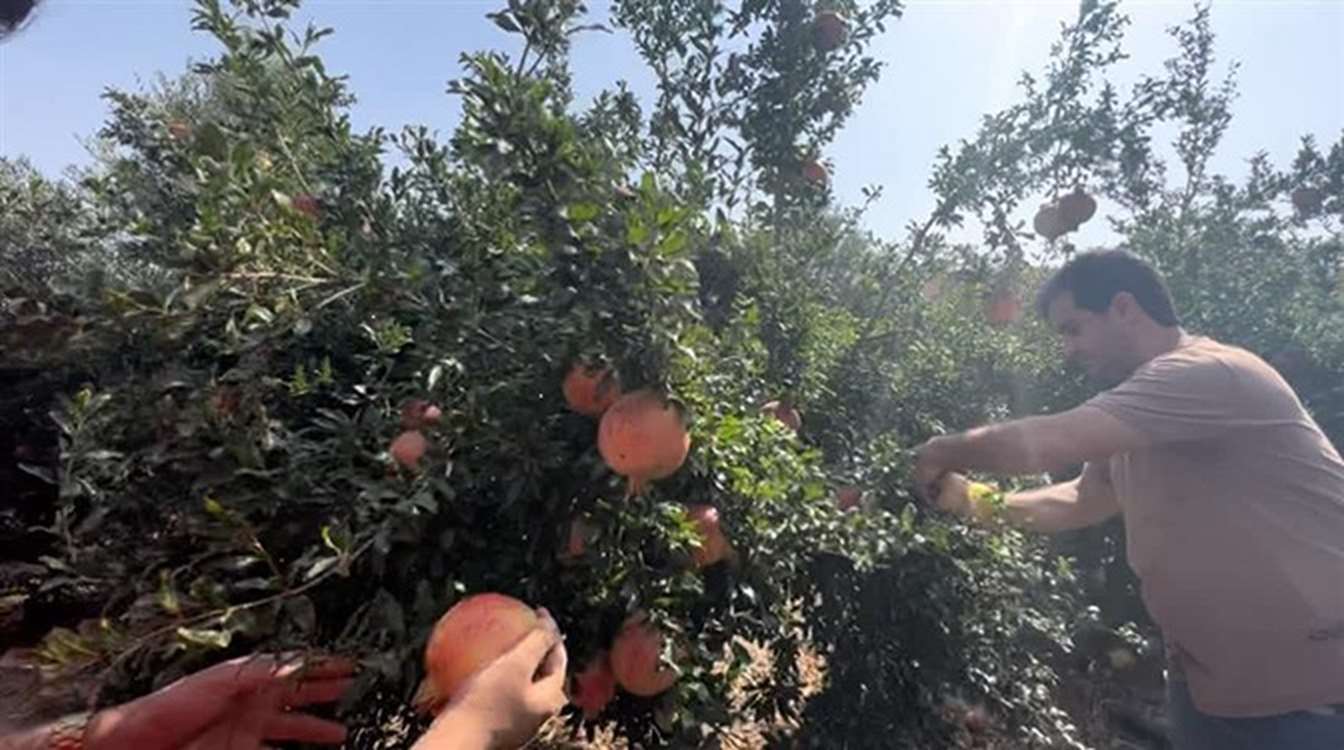 برداشت انار در شهرستان طارم
