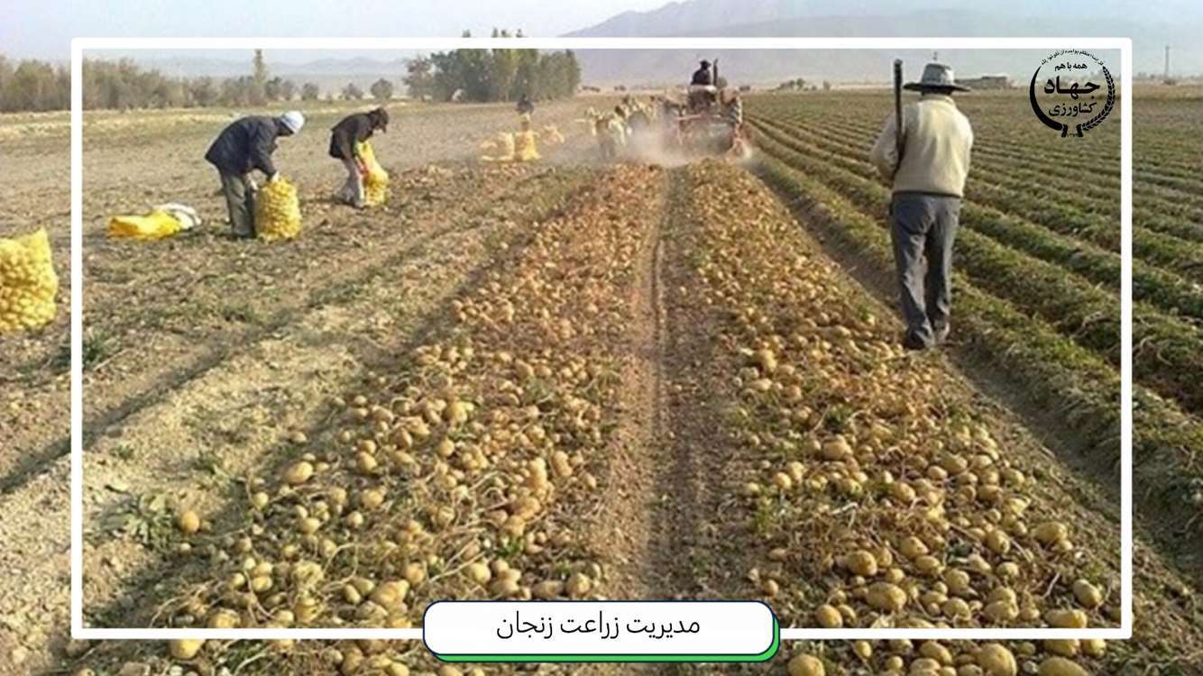 برداشت سیب زمینی از مزارع کشاورزی استان زنجان
