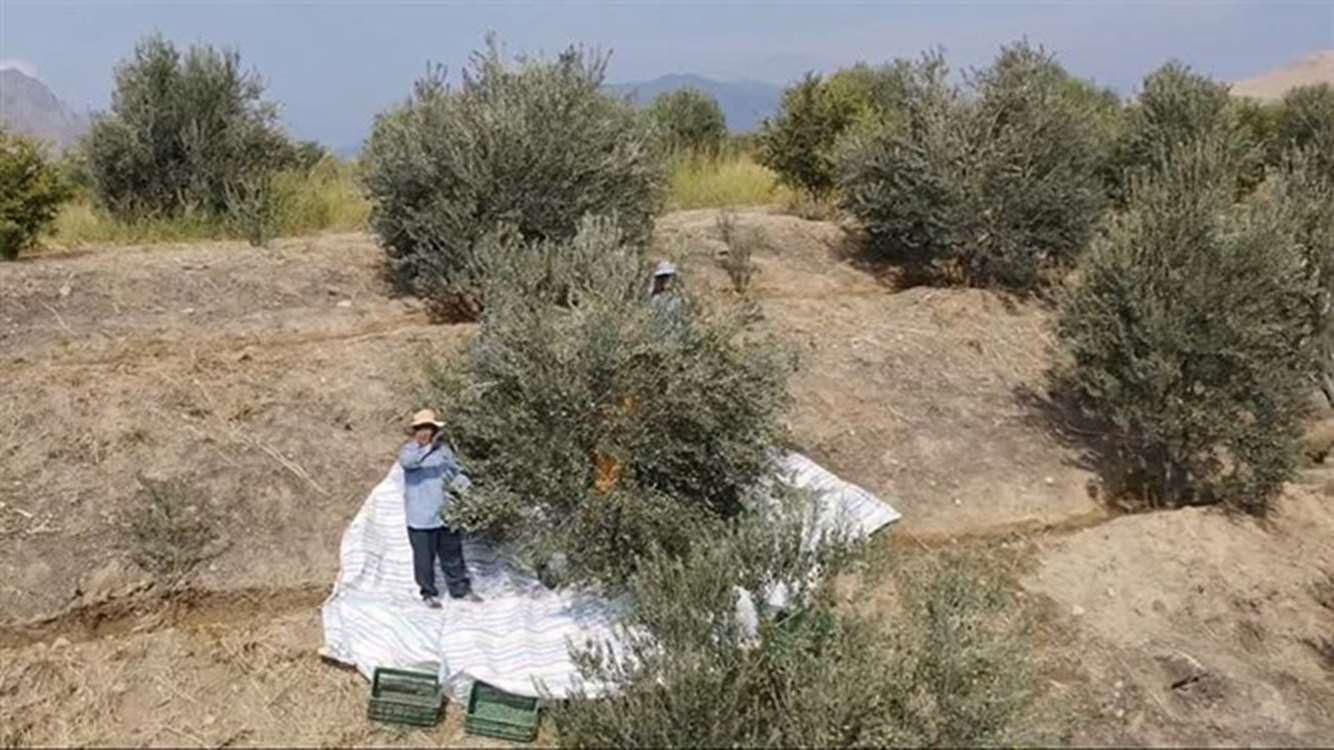 برداشت زیتون در شهرستان طارم