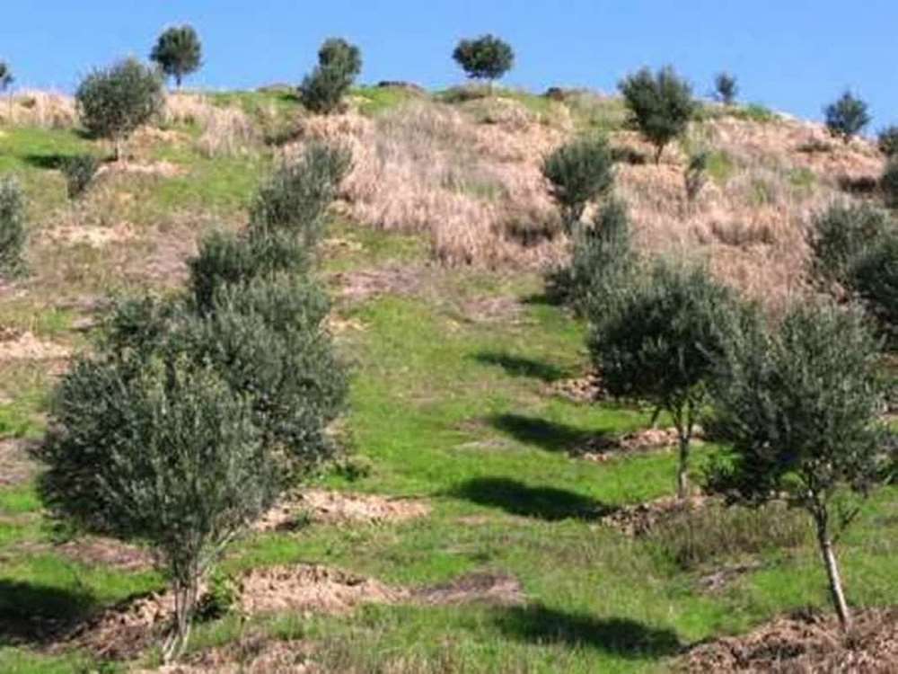 حفظ، اصلاح و احیای باغهای زیتون از اولویتهای جهاد کشاورزی زنجان است