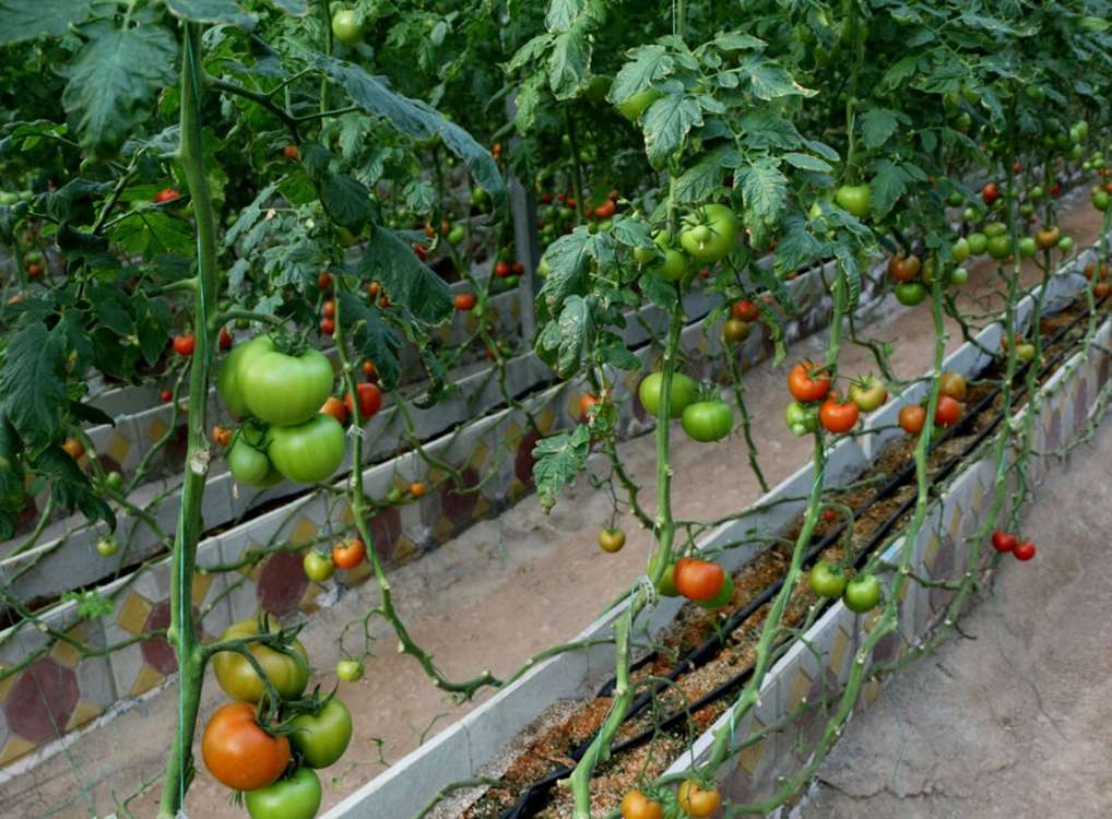 اجرای کلان طرحهای کشاورزی در زنجان برای ارتقای بهره وری