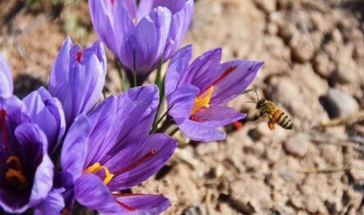 ۱۴۱ هکتار از اراضی زنجان زیر کشت زعفران