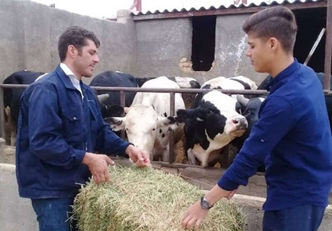 کاهش هزینه خوراک دام و طیور