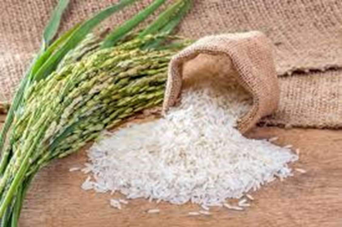 پایان برداشت برنج گیلان