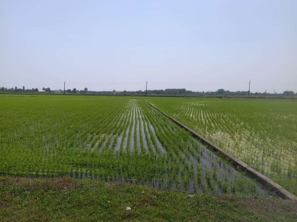 تقویم زراعی گیلان