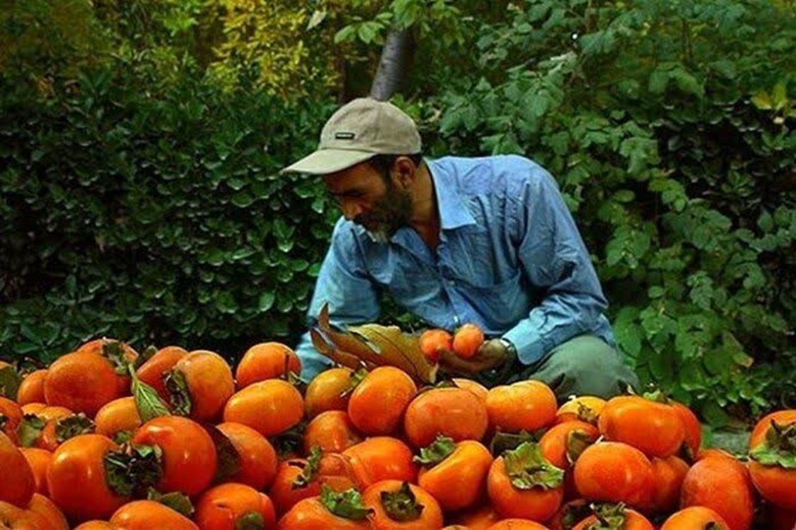 خرمالو در گیلان 