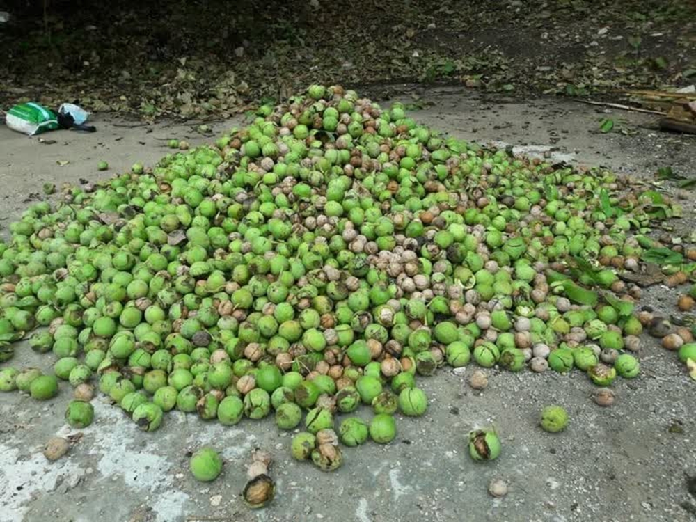 گردو تالش 