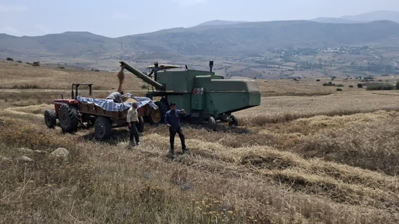 برداشت گندم و تریتیکاله در رودبار 