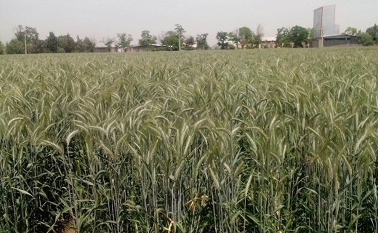 پرورش راتون در گیلان 