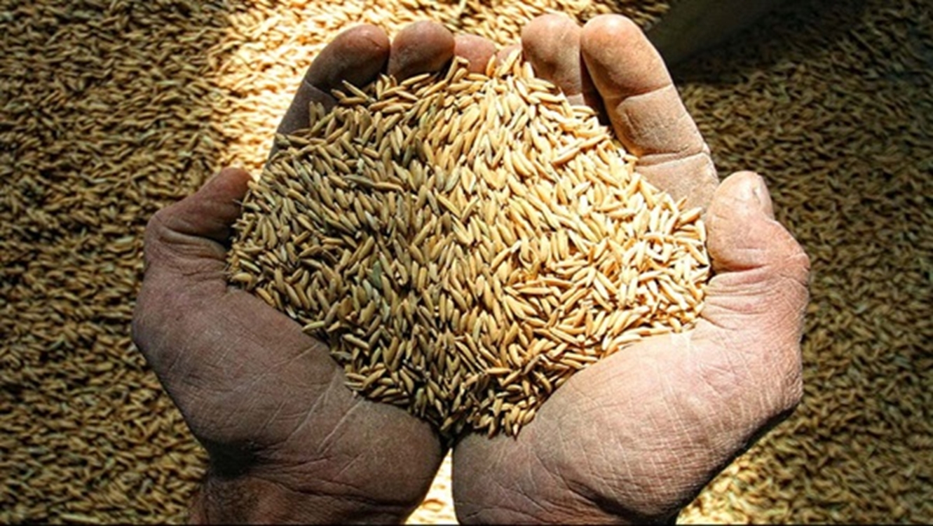 برنج در گیلان 