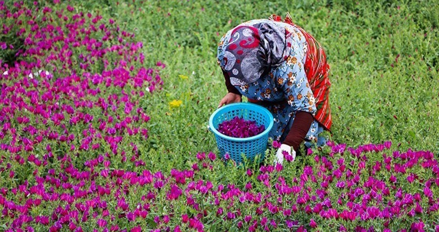 پیش بینی برداشت ۶۸۰۰ تنی گل گاوزبان در گیلان 