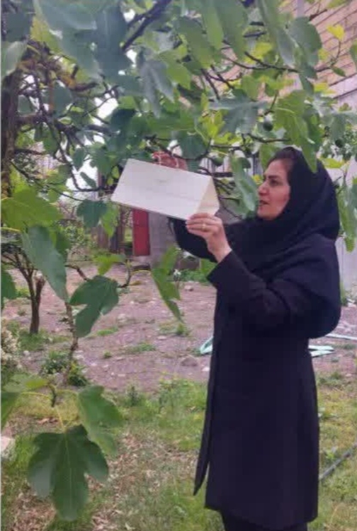 نصب تله های فرمونی جهت ردیابی آفت مگس میوه مدیترانه ای در تالش 