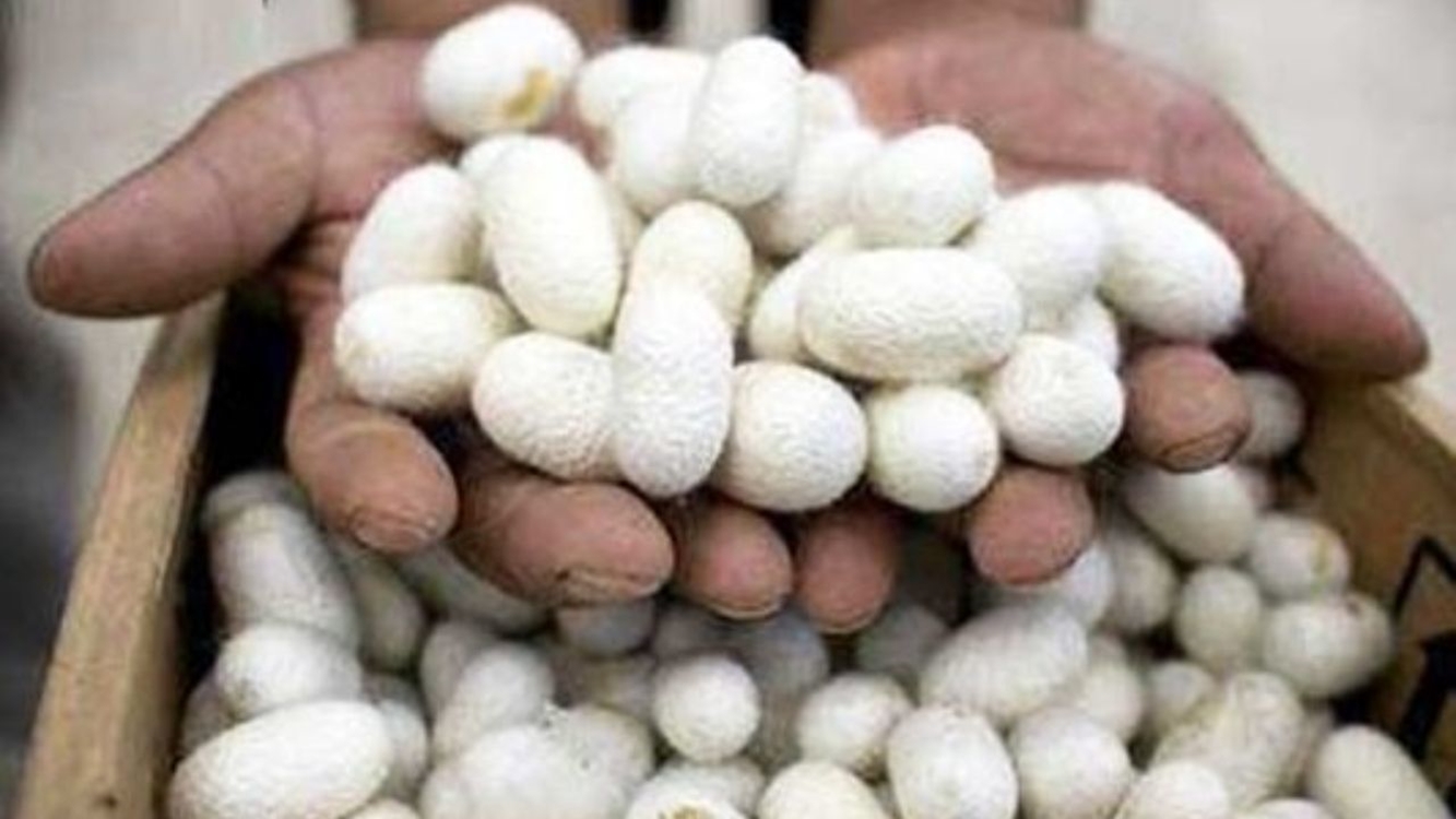 اجرای طرح های حمایتی در جهت توسعه نوغانداری در شفت 