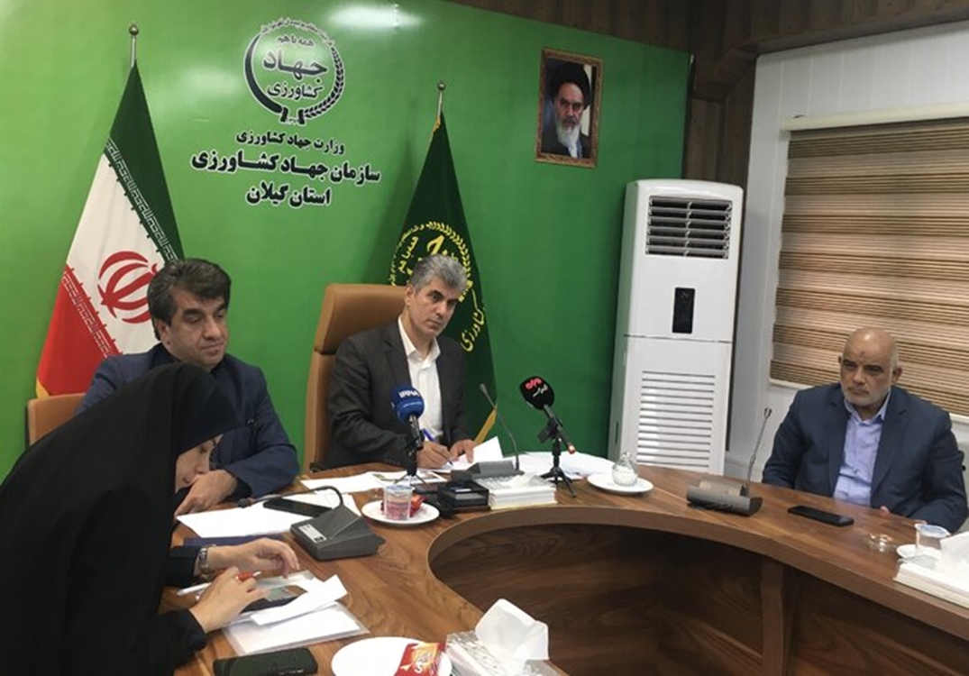 پیش‌بینی برداشت یک میلیون و ۱۵۰ هزار تن شلتوک در گیلان 