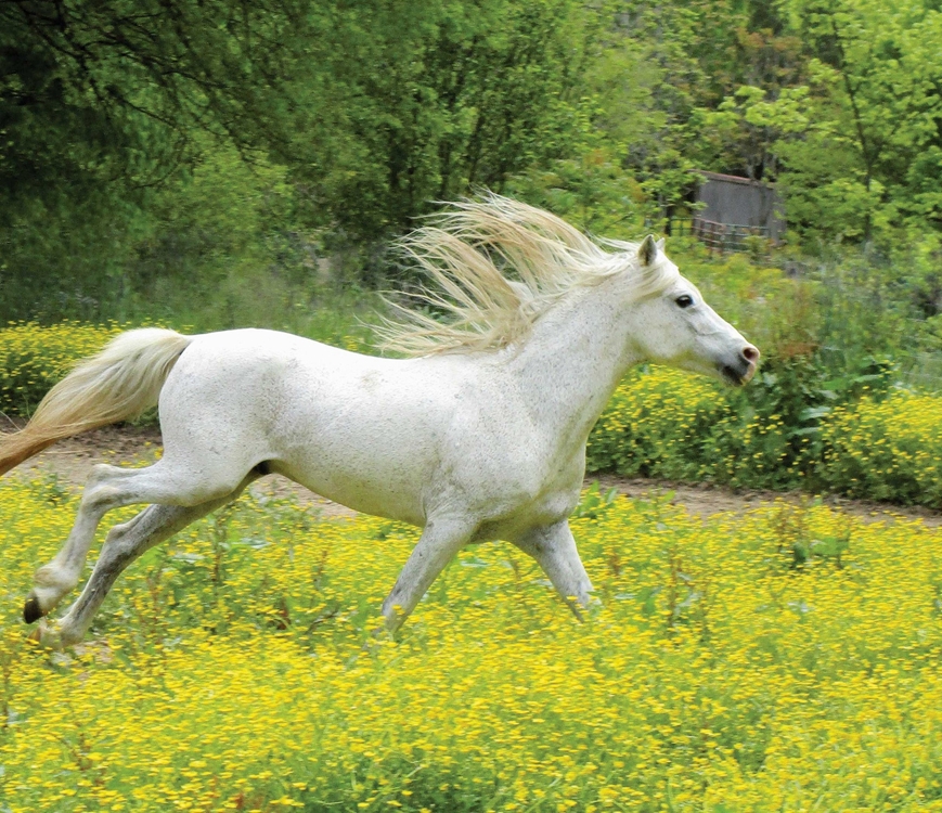 برگزاری جشنواره ملی زیبایی اسب کاسپین در بندرانزلی 