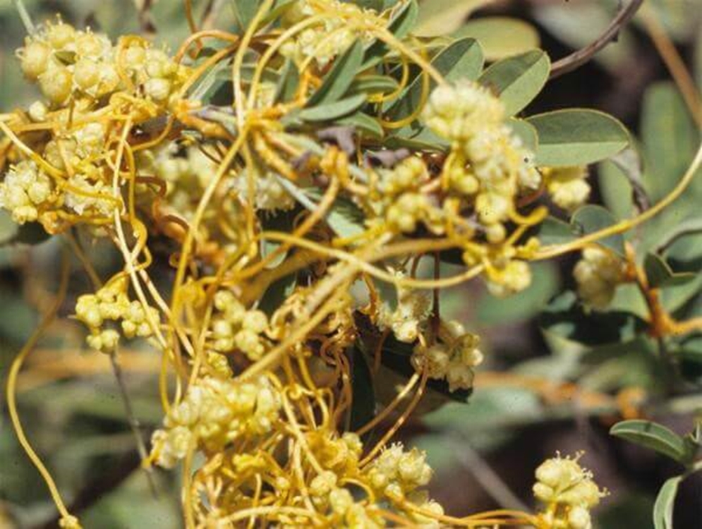 Cuscutaceae5 