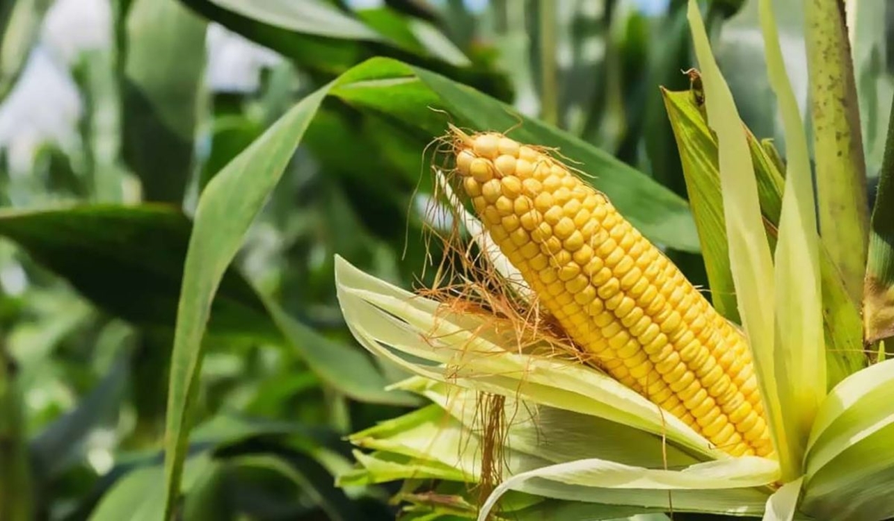 corn-564-1200x700 