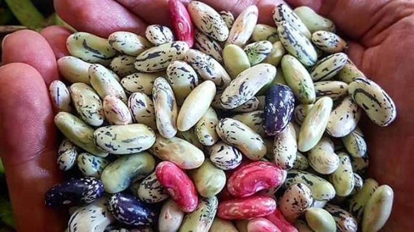پیش بینی برداشت ۲۲ هزار تن پیله تر پاچ باقلا در گیلان 